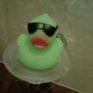 34-Duck-0