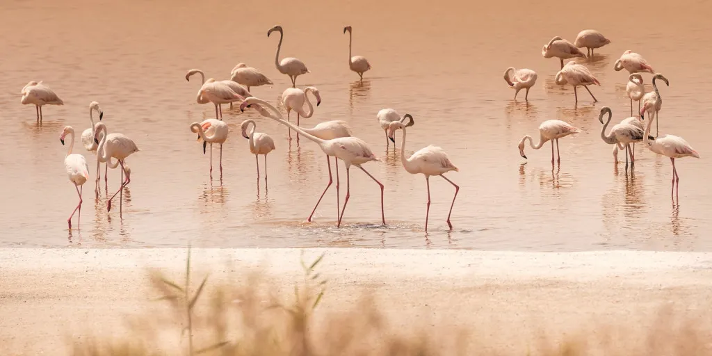 Al Wathba Wetland Reserves, Abu Dhabi