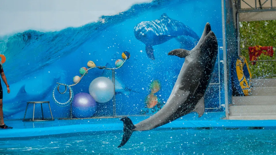 Swimming With Dolphins – Dubai Dolphinarium