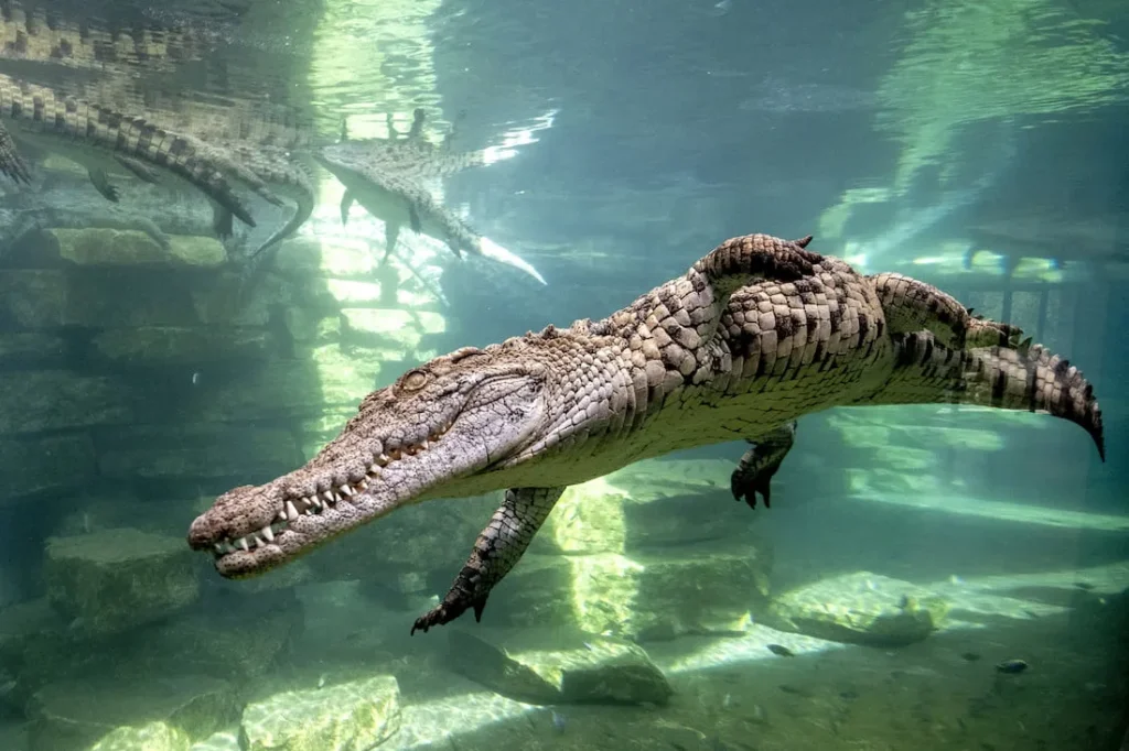 Everything You Need To Know About Dubai Crocodile Park