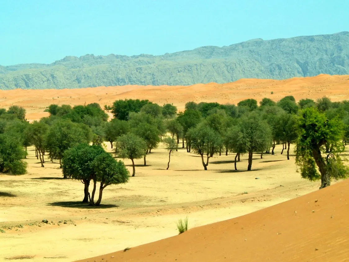 Al Hayer Forest