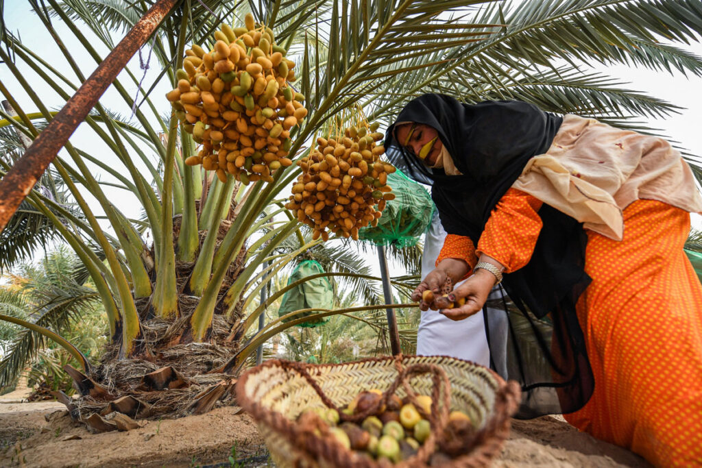 Liwa Date Festival