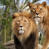 ARTIS Amsterdam Royal Zoo: Entry Ticket