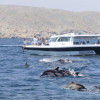 Bandar Rowdha Marina Dolphin Tour Boat Package