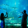 Barcelona Aquarium: Entry Ticket