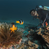 Dive Trips with SeaOman in Al Mouj