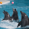 Dolphin & Seal Show - Dubai Dolphinarium