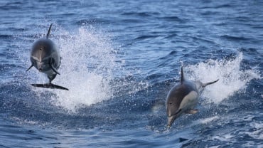 Dolphins Watching & Snorkeling