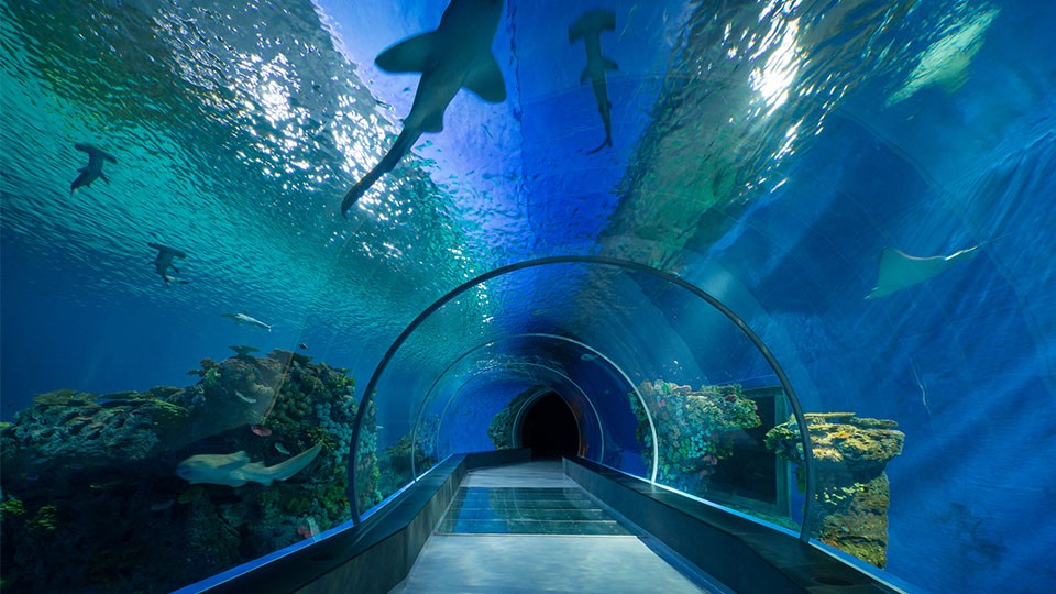 Image result for dubai aquarium & underwater zoo