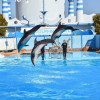 Hurghada: Dolphin World Show with Walruses and Pickup