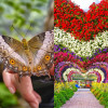 Miracle Garden + Butterfly Garden - Combo