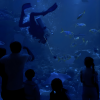 Oman Aquarium at Mall of Muscat