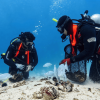 Pearl Diving