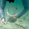 Pearl Snorkeling