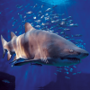 Seville Aquarium: Entry Ticket