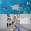 The National Aquarium + Louvre Abu Dhabi - Combo