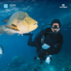 Try Scuba Diving in the Red Sea | Your First Underwater Adventure in Jeddah